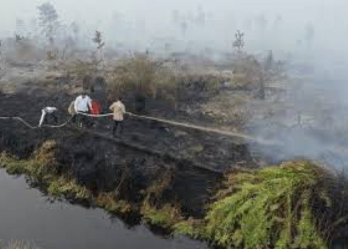 Lahan Gambut Rusak Butuh Waktu Lama untuk Perbaikan