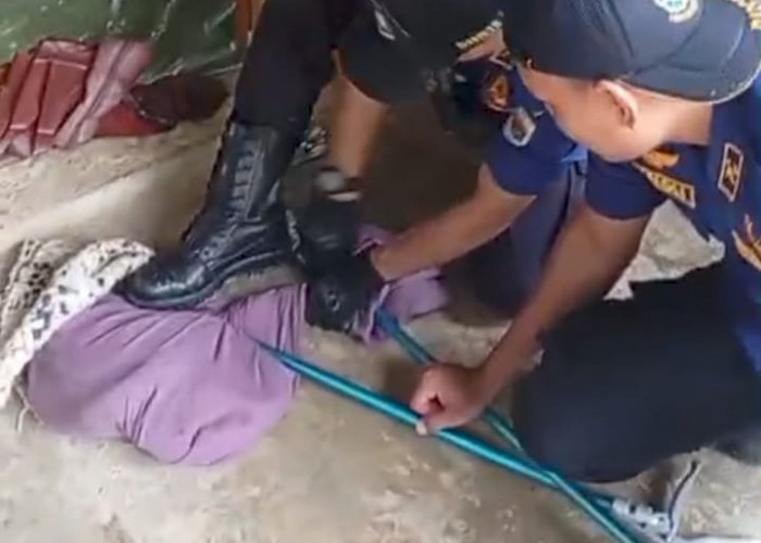 Ngerii..! King Cobra 3 Meter Masuk Pemukiman, Damkar Evakuasi Tanpa Korban