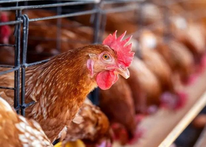 Tips Jitu Bisnis Ayam Petelur Agar Sukses Serta Mendapat Keuntungan Besar