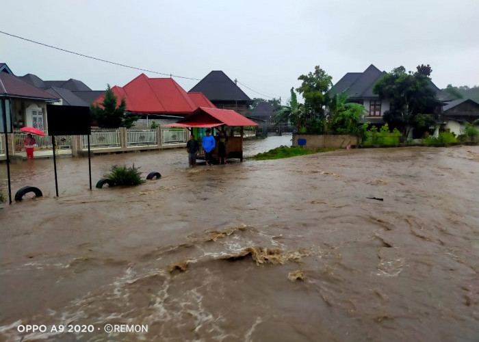 Banjir di Kerinci, Seekor Kerbau Hanyut Terseret Arus 
