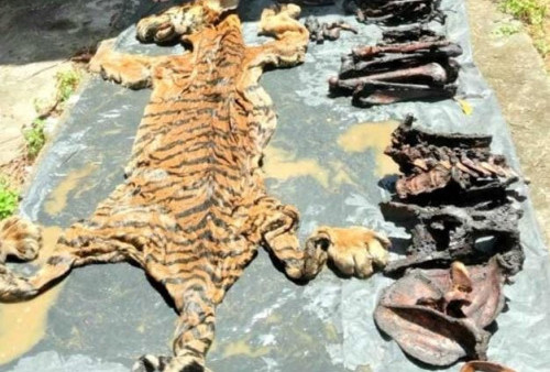 2 Pelaku Perdagangan Kulit Harimau Sumatera Ditangkap, Sementara Dikenakan Wajib Lapor