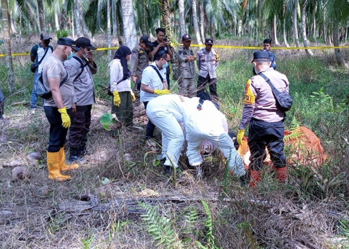 Geger! Mayat Pria Lansia Ditemukan Membusuk di Area Kebun Kelapa Tanjab Timur, Tinggal Sendirian di Pondok