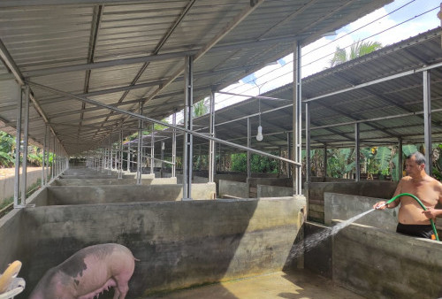 Ternak Babi di Desa Kasang Kota Karang Tak Berizin, Satpol PP Muaro Jambi Bilang Begini