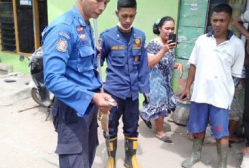 Resahkan Warga, Seekor Ular Cobra Dievakuasi Dari Kandang Ayam di Jambitimur