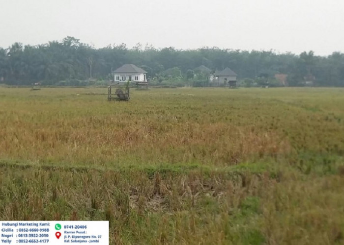 Kemarau Panjang, 100 Hektar Sawah di Tebo Gagal Panen