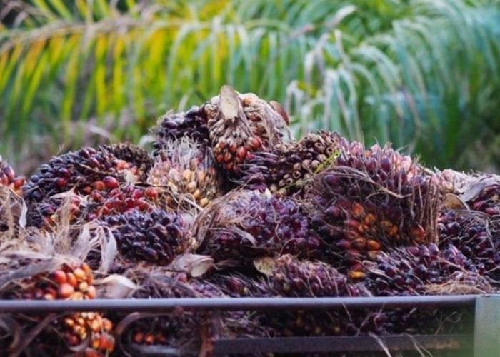  Sentimen Global Tekan Harga CPO, Kemendag Sesuaikan Tarif Bea Keluar