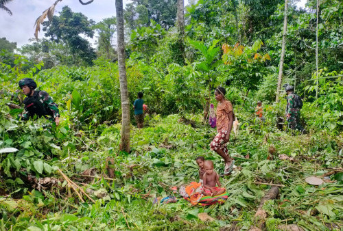 Tingkatkan Kemanunggalan TNI dan Rakyat, Prajurit Satgas Yonif R 142 Bantu Warga Papua Berkebun