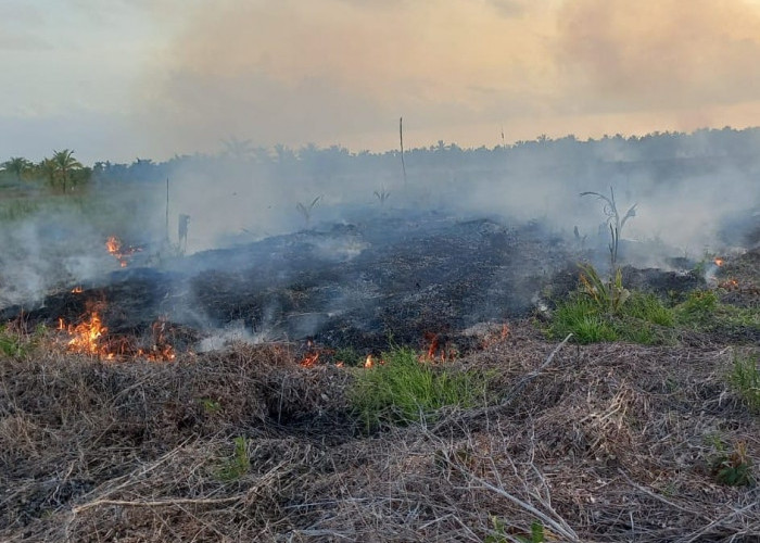 Sekitar 8,5 Hektar Lahan Warga di Kecamatan Sadu Tanjab Timur Terbakar 