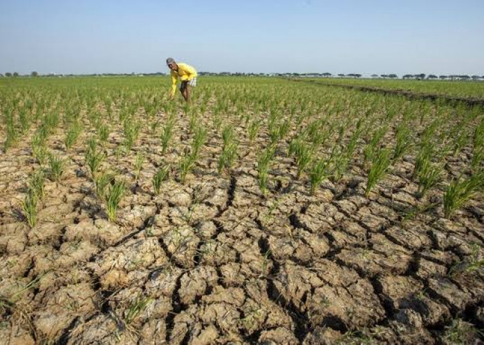 Waspada 6 Kelompok Paling Rentan Terserang Penyakit saat El Nino