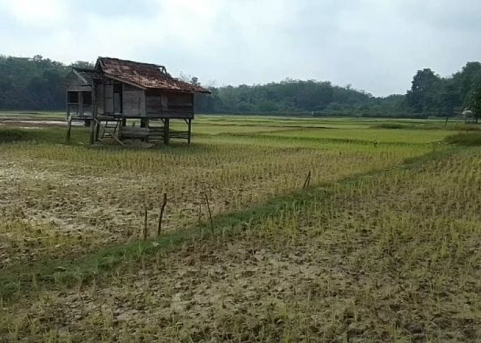 Puluhan Padi Sawah di Desa Jati Belarik Kabupaten Tebo Terancam Gagal Tanam  