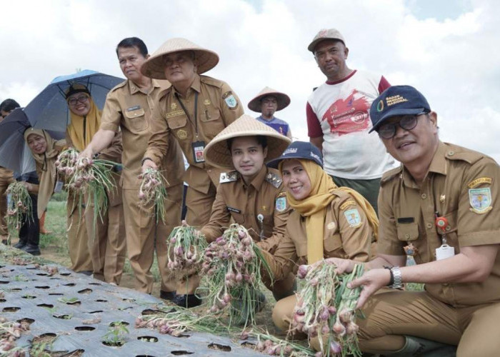 Tinjau Lahan Pertanian, Wawako Diza Apresiasi Poktan Manfaatkan Lahan