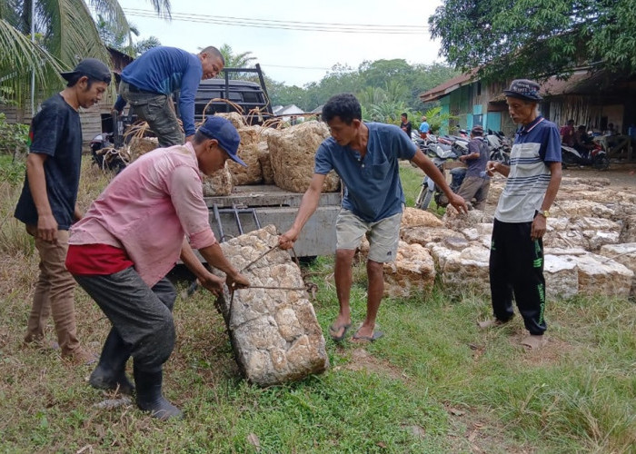 Harga Karet Naik Segini, Petani di Bungo Senang 