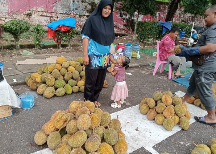 Berburu Durian di Kabupaten Bungo, Stok Melimpah Harga Pun Bervariasi