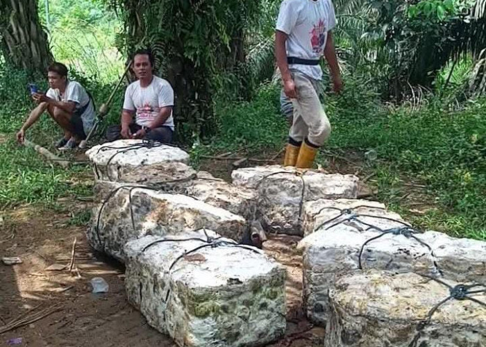 Harga Karet di Bungo Kembali Naik, Petani Tersenyum Sambut Kabar Gembira