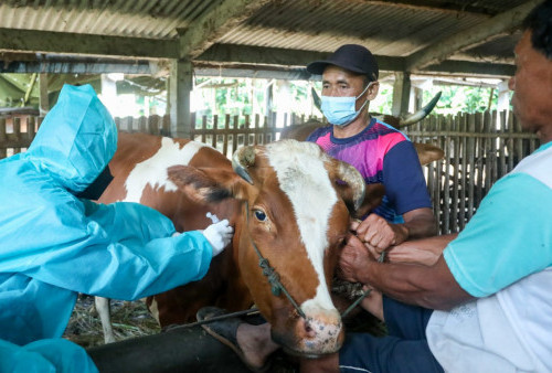 Besok Terakhir Penyuntikkan Hewan Kurban, Dinas Peternakan Tebo Klaim Sudah Salurkan 500 Dosis