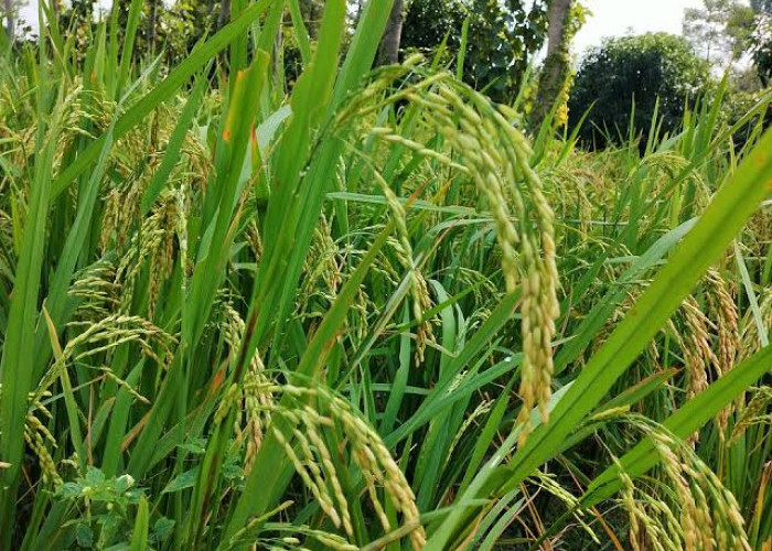 514 Hektare Tanaman Padi di Jambi Gagal Panen, BPTPH Beberkan Penyebabnya