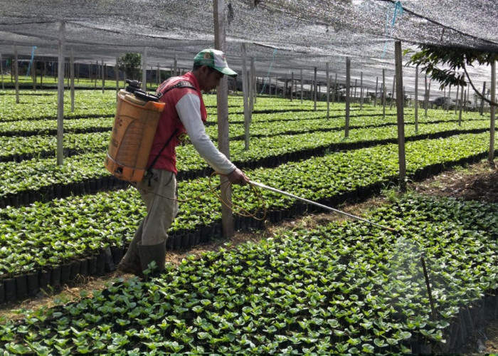 50 Petani di Kerinci Raup Cuan dari Bibit Kopi, Dapat Rp130 Ribu per Hari