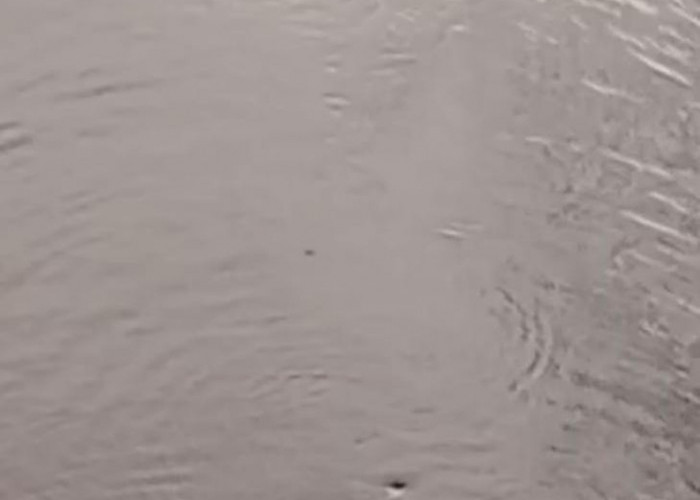 WADUH..!! Dua Ekor Buaya Berukuran Besar Muncul di Bawah Jembatan Teluk Dawan, Warga Ketakutan