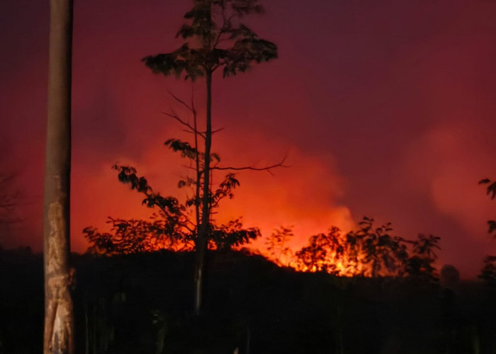 Tahura Batang Hari Membara Malam Ini! Langit Memerah, Petugas Berjibaku Padamkan Api