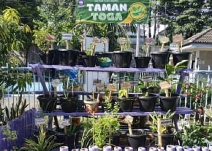 Solusi Sehat dari Pekarangan: Ini Mengapa Warga Jambi Harus Mulai Melirik Tanaman TOGA Sebagai Apotek Hidup 