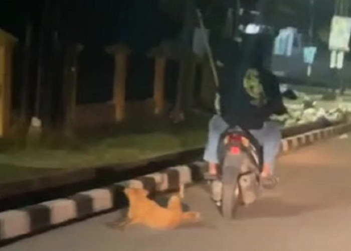 Viral Video Anjing Diseret Pakai Sepeda Motor oleh Bang Jago di Jambi