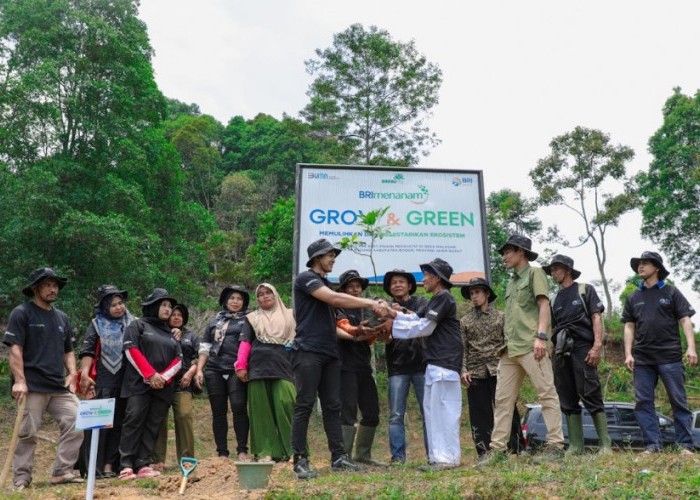 Pulihkan Hutan Bekas Tambang, Aksi Nyata Kelompok Tani Selamatkan Lingkungan Bersama BRI Menanam-Grow & Green