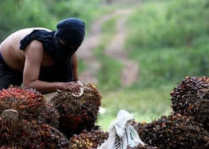 Aksi Ninja Sawit di Batanghari Terbongkar! Terungkap Jejak Pelaku, Penadah Ikut Terseret