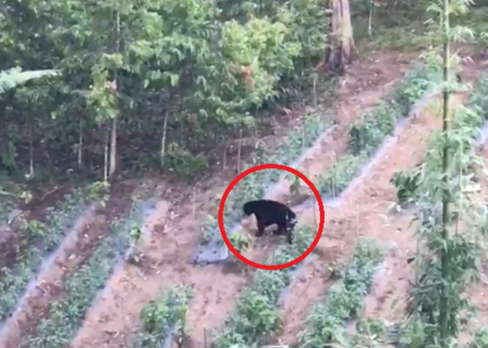 Viral! Beruang Muncul Dekat Permukiman Warga Kerinci, Diduga Lebih dari Satu Ekor