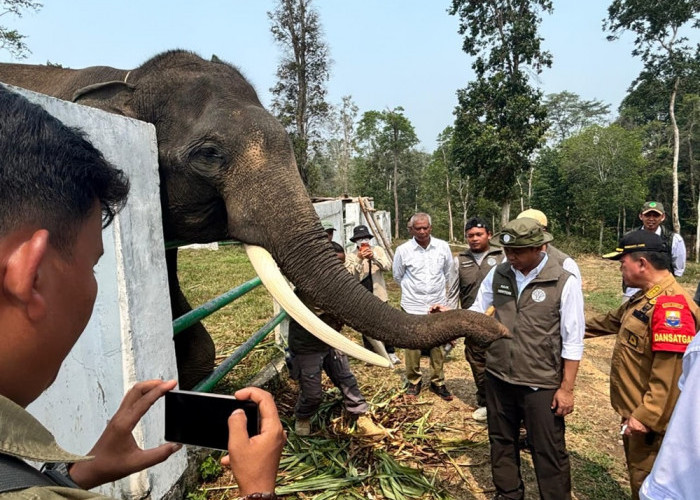Kemenhut Perkuat Perlindungan Koridor Gajah Sumatra di  Lanskap Bukit Tigapuluh