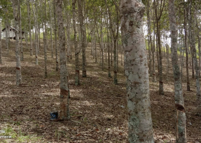 Harga Karet di Kerinci Mulai Naik, Petani Senang