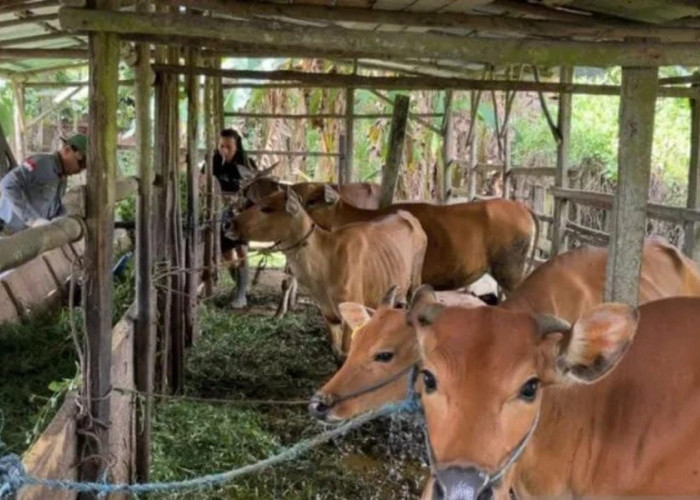 Jelang Ramadan dan Idul Fitri, Stok Sapi dan Kerbau di Batanghari Aman