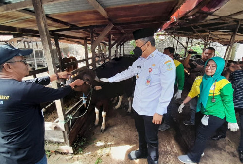 Antisipasi PMK, 1.200 Hewan Ternak di Kota Jambi Divaksin