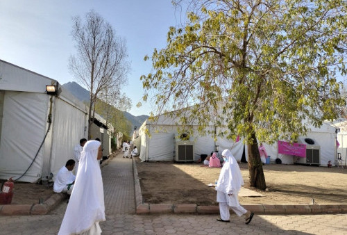 Pohon Soekarno Tumbuh Subur di Arab Saudi, Jadi Tempat Berteduh Jamaah Haji