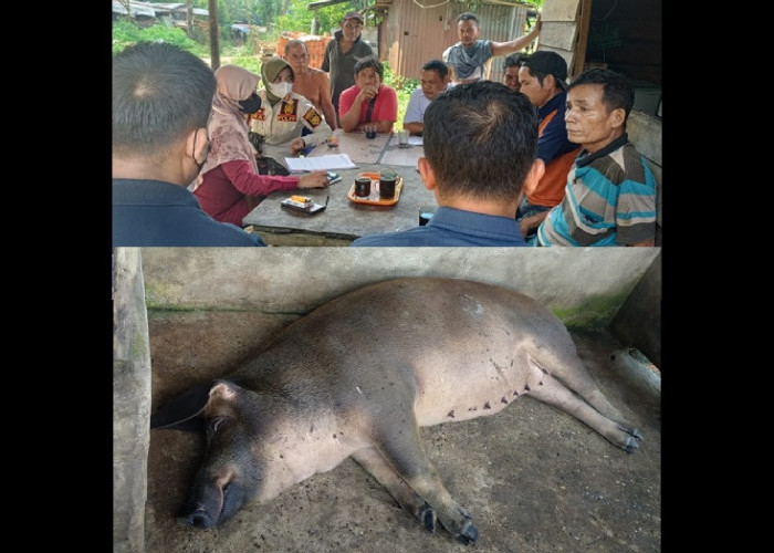 Baru Ketahuan! 89 Ternak Babi di Muaro Jambi Tak Punya Izin, SOP Tak Ada yang Benar