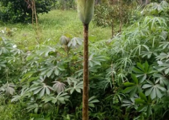 Warga Bungo Temukan Bunga Bangkai di Kebun, Tingginya 1,5 Meter, Ini Penampakannya