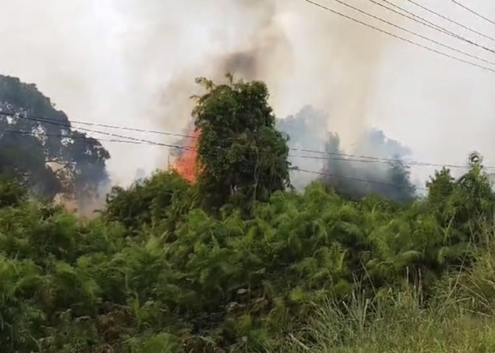 BREAKING NEWS: Lagi, Kebakaran Lahan di Penyengat Rendah Kota Jambi, Damkar Turun Tangan