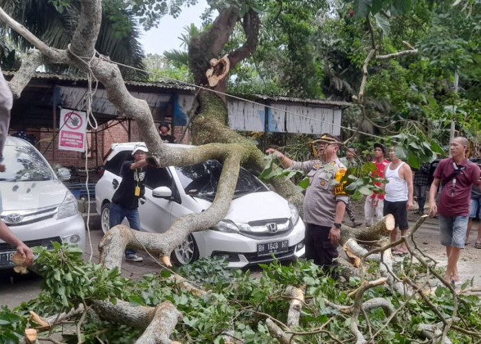 Angin Kencang, Pohon Diparkiran Candi Muaro Jambi Tumbang, 2 Mobil Pengunjung Ringsek