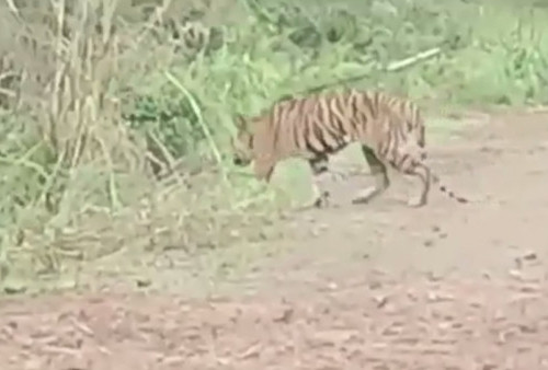 Soal Kemunculan Harimau di Petaling Muarojambi, Ini Kata Kapolsek Sungai Gelam