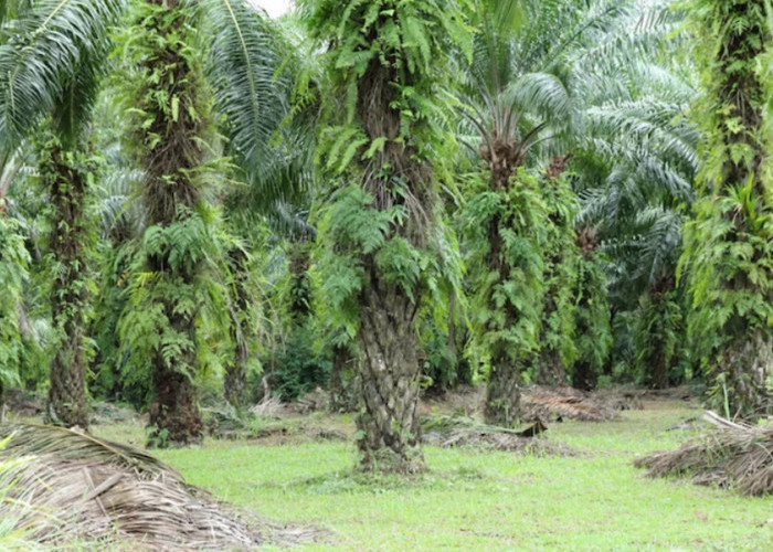 Polres Muaro Jambi Tangani Sengketa Lahan Sawit di Desa Betung Kecamatan Kumpeh