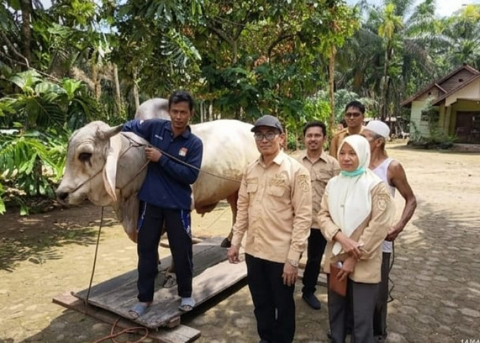  Bikin Bangga, Sapi Prabowo untuk Kurban Diambil dari Peternak Rantau Rasau 