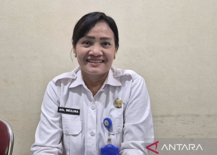 Jambi Terima 12 Sapi Kurban dari Presiden Prabowo, Bobot Minimal Satu Ton