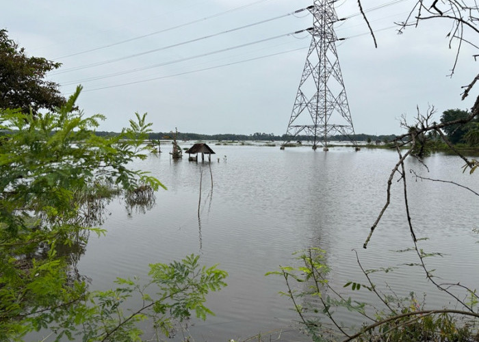 Banjir Rendam 500 Hektare Sawah di Muaro Jambi, Petani Terancam Gagal Panen!