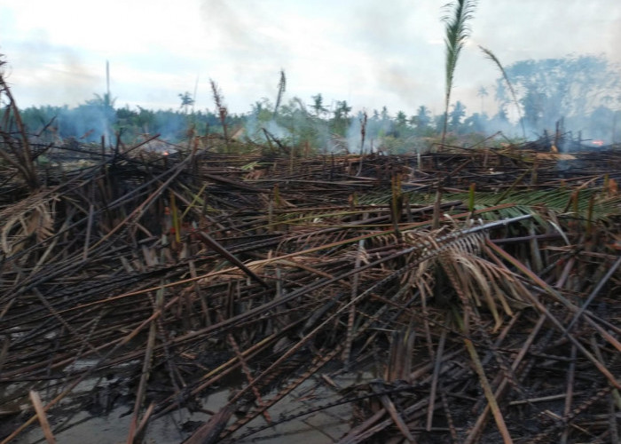 Kepulan Asap di Desa Tungka I Sempat Dikira Kebakaran, Ternyata Karhutla
