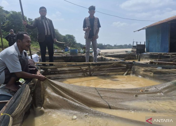 Puluhan Ton Ikan Keramba Mati di Jaluko, Sungai Batanghari Diduga Tercemar