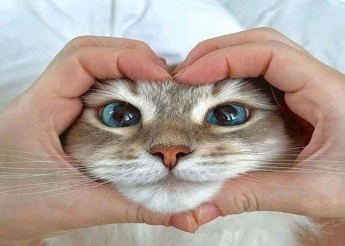 Fakta Ilmiah: Memelihara Kucing Bisa Bantu Redakan Stres dan Cemas