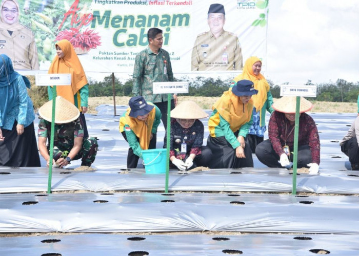 Pj Wali Kota Jambi Laksanakan Gerakan Ayo Menanam Cabai 