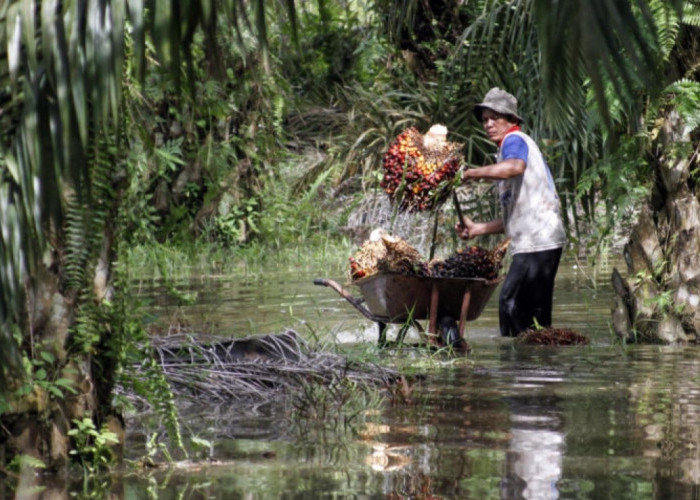 Plasma Dapat Rp4.116/kg, Swadaya Rp4.088/kg: Perbandingan Harga TBS Riau Periode 15-21 Apri