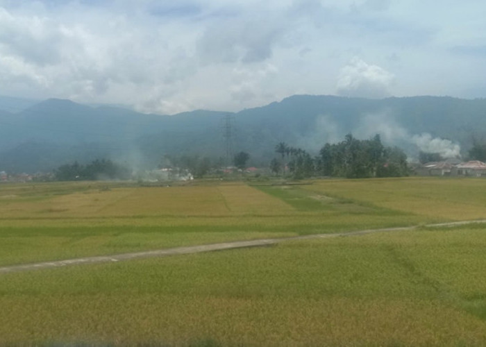 Masuk Masa Panen, Petani di Kerinci Berharap Harga Gabah Bisa  Stabil 