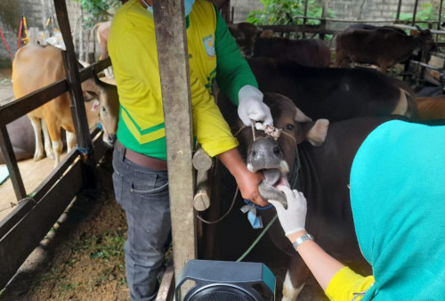 Duh, 221 Hewan Ternak di Kota Jambi Terserang PMK, Ini Penjelasan Dinas Pertanian dan Ketahanan Pangan