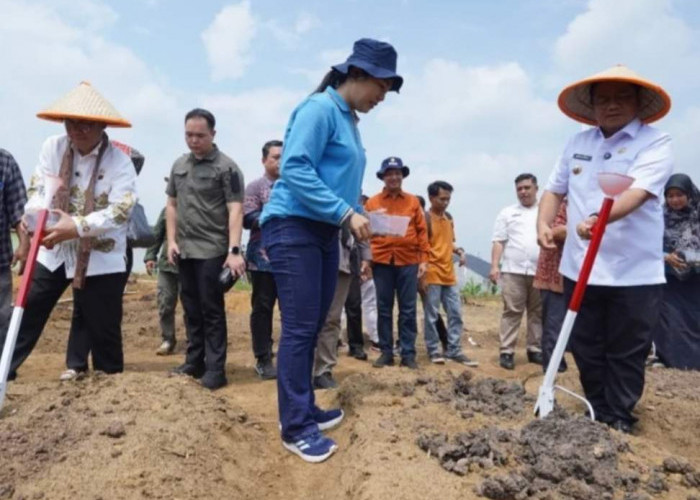 Pemkot Jambi Genjot Program Petani Mandiri, Maulana: Pertanian Jadi Senjata Ampuh Tekan Kemiskinan!